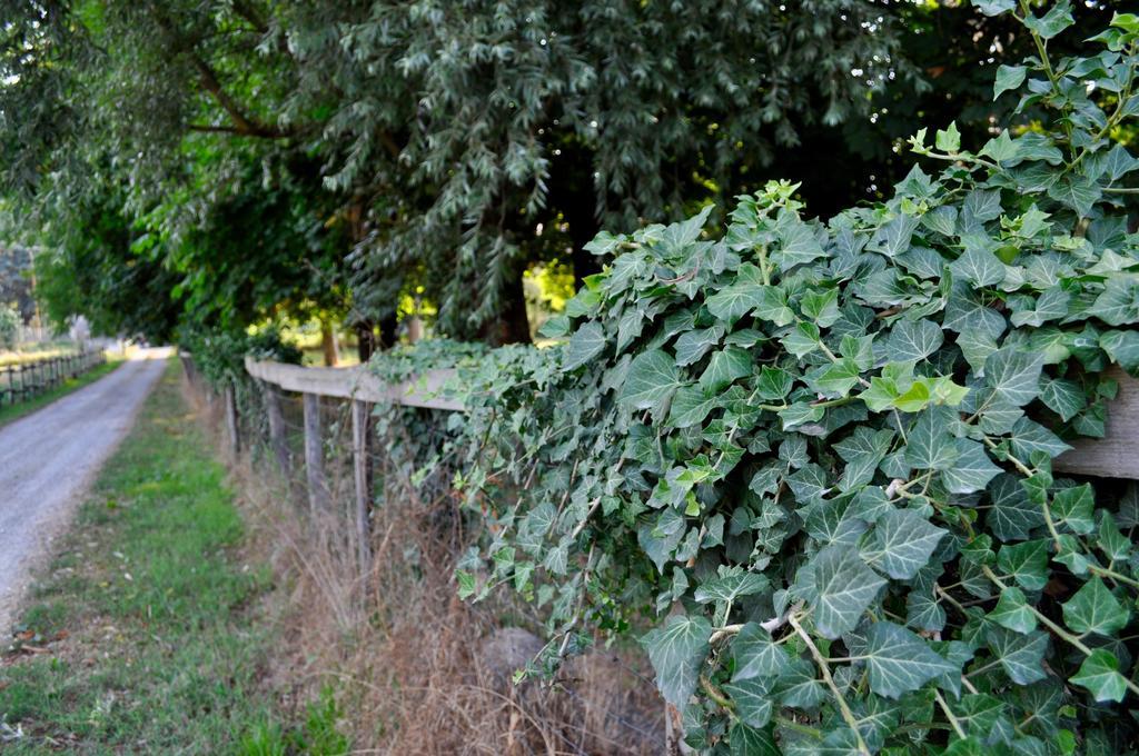 Bed and Breakfast Le Macine Relais Cairo Montenotte Exterior foto